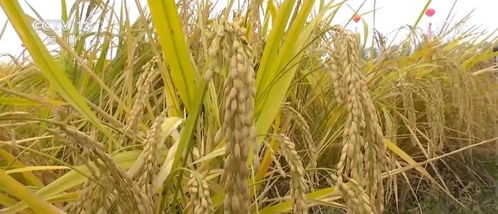 改造成生 金 鹽堿地 我國有2億多畝鹽堿地有改良成農田潛力