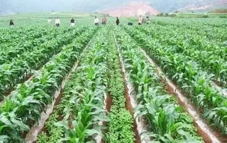 增產增收減災害 30種常見作物間作套種方法 實用有效 快收藏